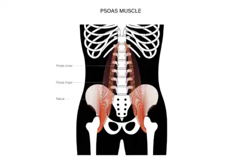 psoas spier van de ziel